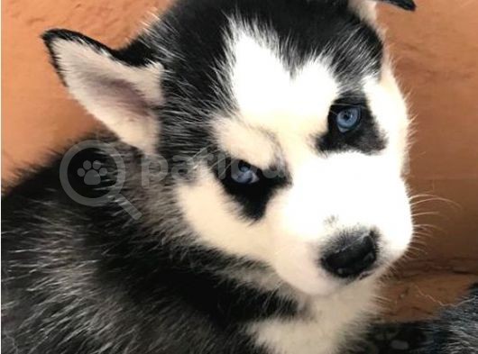A Kalite Safkan Huskyler Yavrular, Anne Baba Resimli