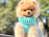 Ayıcık Surat Boo Pomeranian Yavrular