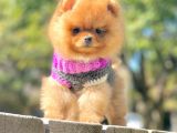 Safkan Teddy Ayı Surat Boo Yavrularımız