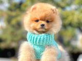 Safkan Teddy Ayı Surat Boo Yavrularımız