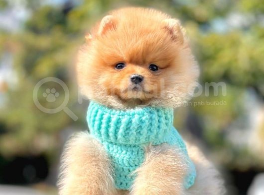 Safkan Teddy Ayı Surat Boo Yavrularımız görsel