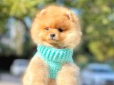 Safkan Teddy Ayı Surat Boo Yavrularımız