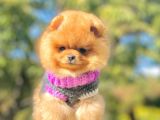 Safkan Teddy Ayı Surat Boo Yavrularımız