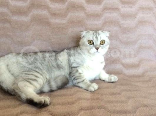 İki Adet 9 Aylık Dişi Scottish Fold Acil görsel