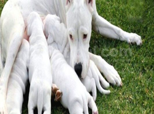 Lekesiz Kaliteli Dogo Argentino Safkan Yavruları