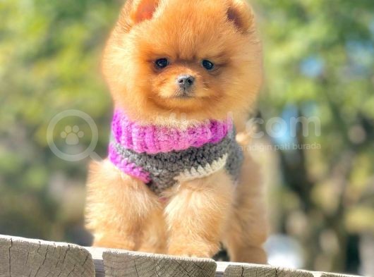 Pomeranian Boo Yavrularımız görsel