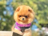 Pomeranian Boo Yavrularımız