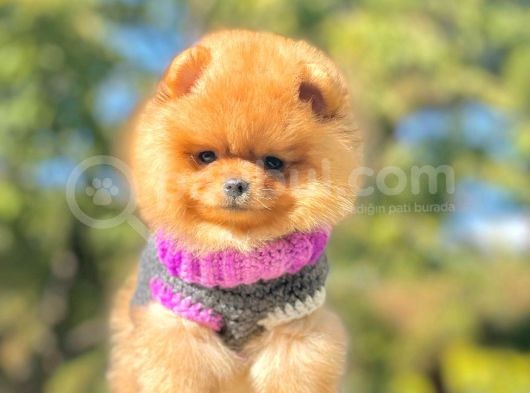 Pomeranian Boo Yavrularımız