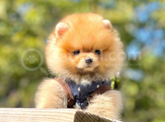 Pomeranian görsel