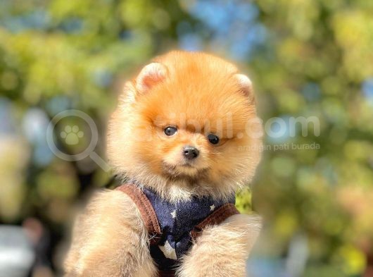 Pomeranian görsel