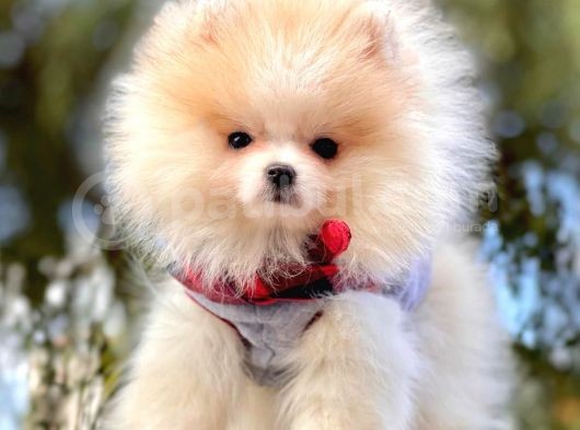 Pomeranian Boo'Larımız görsel