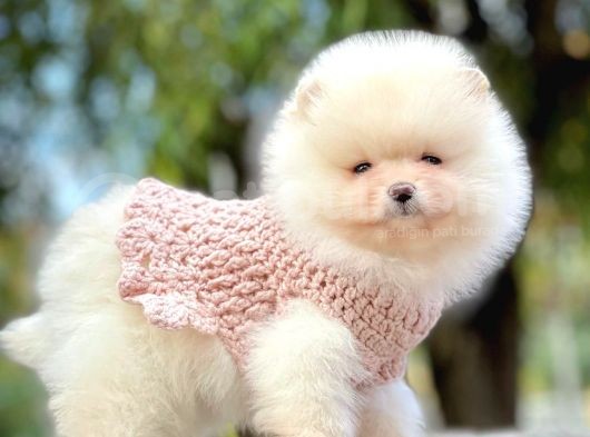 Pomeranian Boo Yavruları görsel
