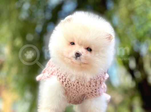 Pomeranian Boo Yavruları görsel