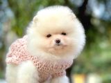 Pomeranian Boo Yavruları