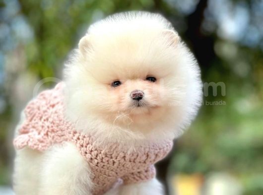 Pomeranian Boo Yavruları