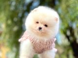 Pomeranian Boo Yavrular
