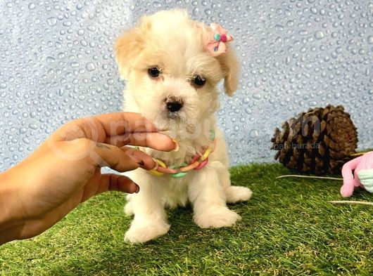 Maltipoo Mix Irk Garantili Yavrular görsel