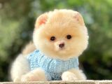 Safkan Ayı Surat Pomeranian Boo Yavrularımız