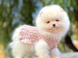 Safkan Ayı Surat Pomeranian Boo Yavrularımız