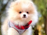 Safkan Ayı Surat Pomeranian Boo Yavrularımız