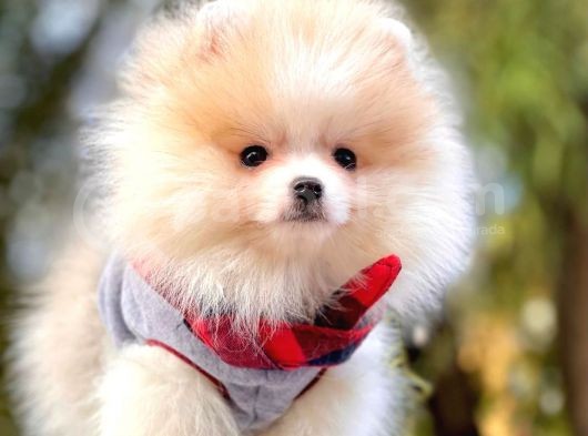 Safkan Ayı Surat Pomeranian Boo Yavrularımız görsel