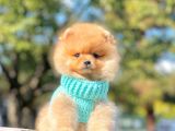 Safkan Ayı Surat Pomeranian Boo Yavrularımız