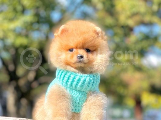 Safkan Ayı Surat Pomeranian Boo Yavrularımız görsel