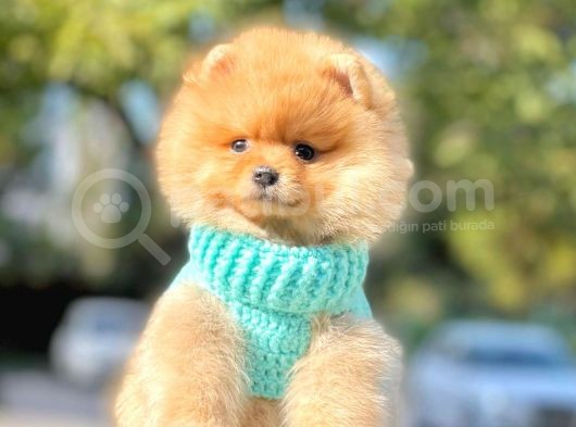 Safkan Ayı Surat Pomeranian Boo Yavrularımız görsel