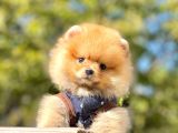 Safkan Ayı Surat Pomeranian Boo Yavrularımız