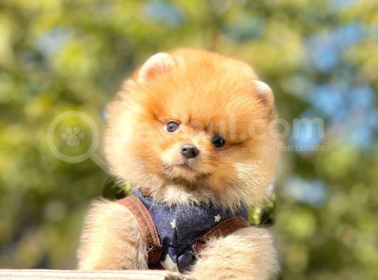 Safkan Ayı Surat Pomeranian Boo Yavrularımız görsel