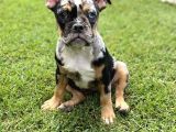 Özel Renk Three Merle French Bulldog
