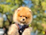 Safkan Ayı Surat Pomeranian Boo Yavrularımız