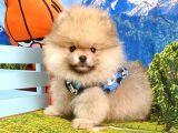 Orjinal Pomeranian Boo Yavrularımız