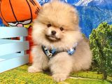 Satılık Pomeranian Boo Teddy Bear Yavrular