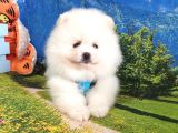 Satılık Pomeranian Boo Teddy Bear Yavrular