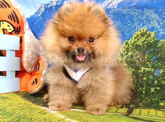 Satılık Pomeranian Boo Teddy Bear Yavrular görsel