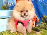 Teddy Face Pomeranian Boo Yavrularımız
