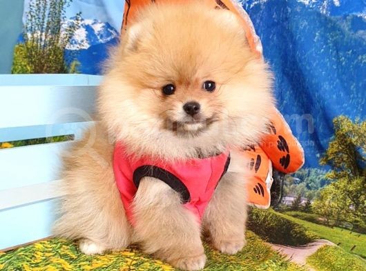 Teddy Face Pomeranian Boo Yavrularımız görsel