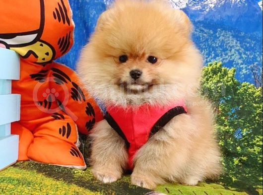 Teddy Face Pomeranian Boo Yavrularımız görsel