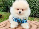 Satılık Pomeranian Boo Teddy Bear Yavrular
