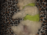 3 Aylık Maltipoo
