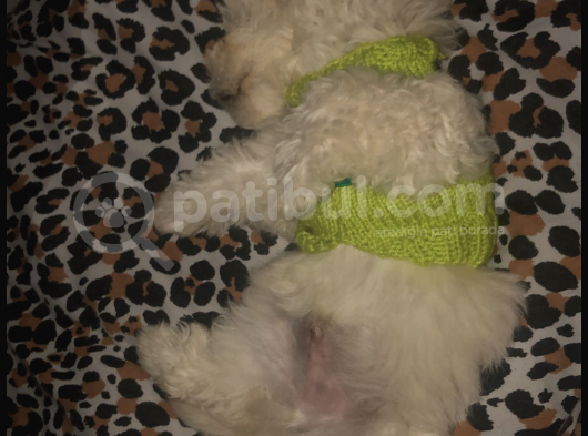 3 Aylık Maltipoo görsel
