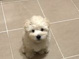 3 Aylık Maltipoo