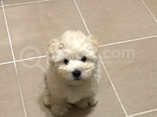 3 Aylık Maltipoo görsel