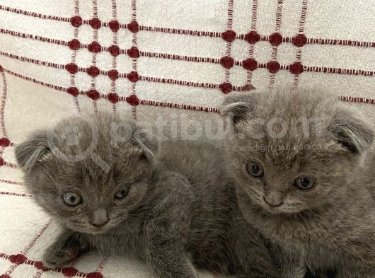 Scottish-British Kırmasi görsel