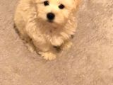 3 Aylık Maltipoo