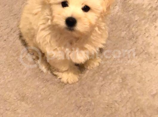 3 Aylık Maltipoo