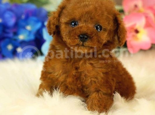 Red Brown Toy Poodle Yavrularimiz görsel
