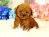 Red Brown Toy Poodle Yavrularimiz