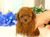 Red Brown Toy Poodle Yavrularimiz